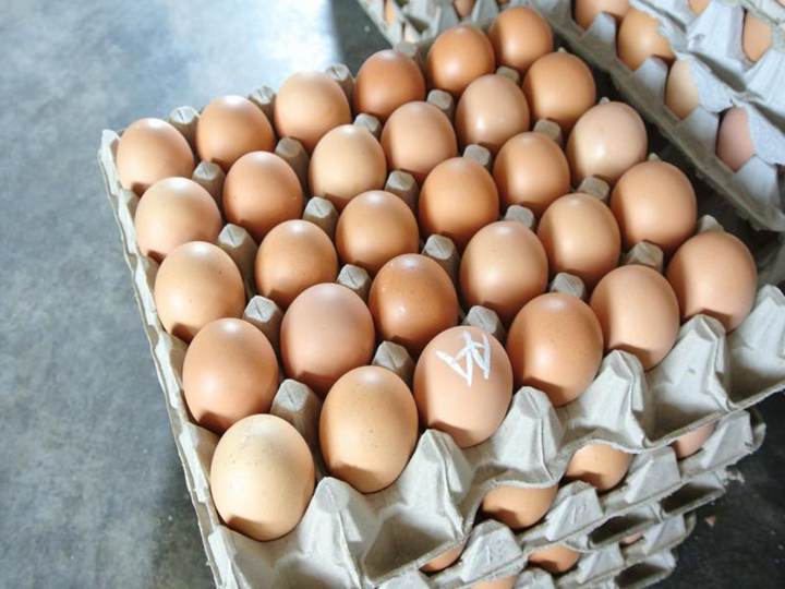 Eggs and paper egg trays